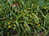 Gagea lutea 71, Bosgeelster, Saxifraga-Ed Stikvoort