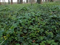 Gagea lutea 72, Bosgeelster, Saxifraga-Ed Stikvoort