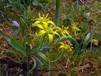 Gagea lutea 73, Bosgeelster, Saxifraga-Hans Grotenhuis