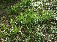 Gagea lutea 74, Bosgeelster, Saxifraga-Hans Grotenhuis