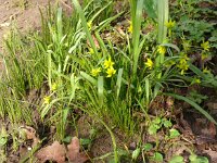 Gagea lutea 75, Bosgeelster, Saxifraga-Hans Grotenhuis