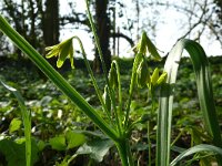Gagea lutea 77, Bosgeelster, Saxifraga-Hans Grotenhuis