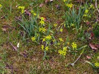 Gagea lutea 78, Bosgeelster, Saxifraga-Hans Grotenhuis
