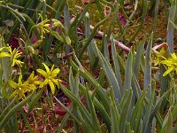 Gagea lutea 79, Bosgeelster, Saxifraga-Hans Grotenhuis