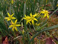 Gagea lutea 80, Bosgeelster, Saxifraga-Hans Grotenhuis