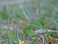 Gagea reverchonii 1, Saxifraga-Jeroen Willemsen