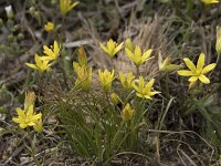 Gagea reverchonii 6, Saxifraga-Willem van Kruijsbergen