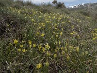 Gagea reverchonii 7, Saxifraga-Willem van Kruijsbergen