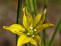 Gagea spathacea 1, Schedegeelster, Saxifraga-Hans Dekker