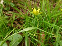 Gagea spathacea 15, Schedegeelster, Saxifraga-Jelle van Dijk