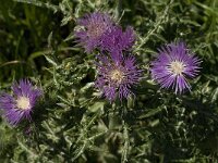 Galactites tomentosa 12, Saxifraga-Jan van der Straaten