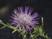 Galactites tomentosa 13, Saxifraga-Jan van der Straaten