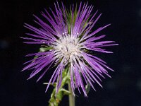 Galactites tomentosa 15, Saxifraga-Willem van Kruijsbergen