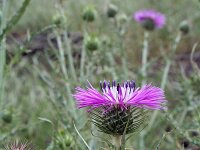 Galactites tomentosa 18, Saxifraga-Jeroen Willemsen