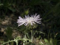 Galactites tomentosa 23, Saxifraga-Jan van der Straaten