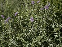 Galactites tomentosa 24, Saxifraga-Willem van Kruijsbergen
