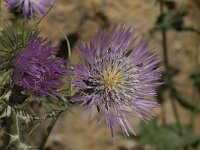 Galactites tomentosa 26, Saxifraga-Willem van Kruijsbergen