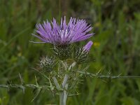 Galactites tomentosa 32, Saxifraga-Willem van Kruijsbergen