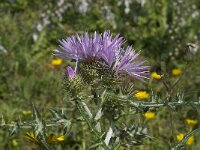 Galactites tomentosa 33, Saxifraga-Willem van Kruijsbergen