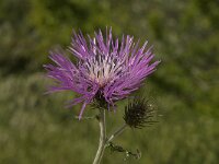 Galactites tomentosa 34, Saxifraga-Willem van Kruijsbergen