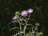 Galactites tomentosa 39, Saxifraga-Jan van der Straaten