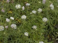 Galactites tomentosa 40, Saxifraga-Jan van der Straaten