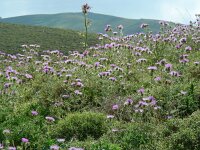 Galactites tomentosa 43, Saxifraga-Ed Stikvoort