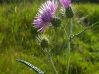 Galactites tomentosa 46, Saxifraga-Ed Stikvoort