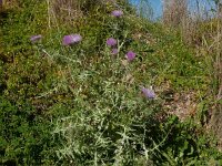 Galactites tomentosa 50, Saxifraga-Peter Meininger