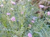 Galactites tomentosa 51, Saxifraga-Rutger Barendse