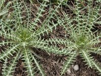 Galactites tomentosa 52, Saxifraga-Harry Jans