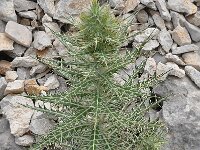 Galactites tomentosa 53, Saxifraga-Harry Jans