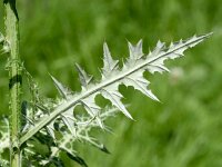 Galactites tomentosa 54, Saxifraga-Sonja Bouwman  Purple milk thistle - Galactites tomentosus - Asteraceae familie