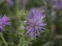 Galactites tomentosa 58, Saxifraga-Willem van Kruijsbergen