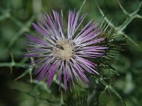 Galactites tomentosa 6, Saxifraga-Jan van der Straaten