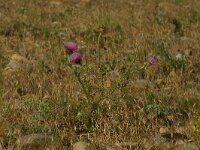 Galactites tomentosa 8, Saxifraga-Dirk Hilbers