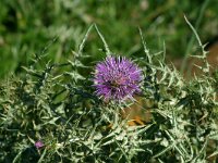 Galactites tomentosa 9, Saxifraga-Dirk Hilbers