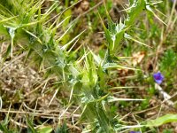 Galactites tomentosus 61, Saxifraga-Hans Grotenhuis