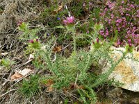 Galactites tomentosus 62, Saxifraga-Hans Grotenhuis
