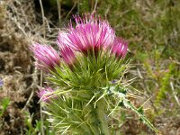 Galactites tomentosus 63, Saxifraga-Hans Grotenhuis