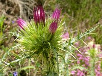 Galactites tomentosus 64, Saxifraga-Hans Grotenhuis