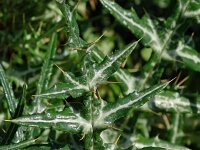 Galactitis tomentosus  65, Saxifraga-Hans Grotenhuis