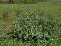 Galactitis tomentosus  66, Saxifraga-Hans Grotenhuis