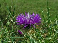 Galactitis tomentosus  67, Saxifraga-Hans Grotenhuis
