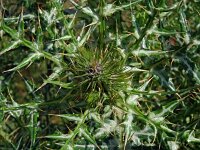 Galactitis tomentosus  68, Saxifraga-Hans Grotenhuis