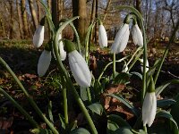 Galanthus alpinus