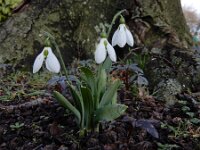 Galanthus alpinus 4, Kaukasisch sneeuwklokje, Saxifraga-Ed Stikvoort : Galanthus alpinus Den Haag Eranthis cilicica Eiland Brienenoord