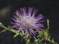 Galactites tomentosa 13, Saxifraga-Jan van der Straaten