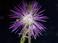 Galactites tomentosa 15, Saxifraga-Willem van Kruijsbergen