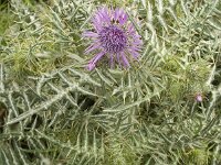 Galactites tomentosa 30, Saxifraga-Jan van der Straaten
